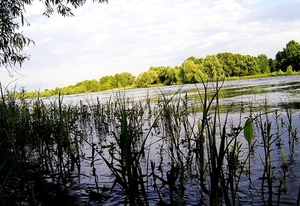 rivier-natuur-meer-moeras-achtergrond (1)