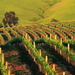 herfst-landschap-landbouw-wijngaard-plantage-achtergrond