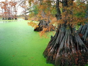 herfst-landschap-natuur-bayou-moeras-achtergrond