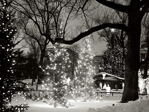 kerstboom-sneeuw-winter-natuur-achtergrond