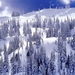 winter-sneeuw-kortbladige-zwarte-spar-sparrenbos-achtergrond