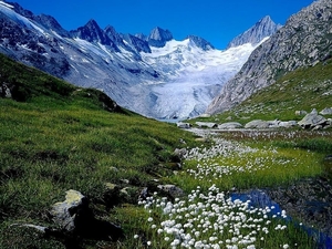 bergen-natuur-zwitserland-weide-achtergrond