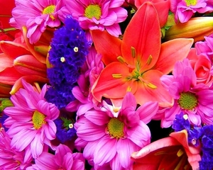 bloemen-bloemblad-boeket-roze-achtergrond