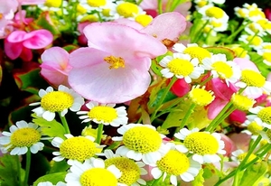 bloemen-bloem-mozaiek-bloemblad-boeket-achtergrond
