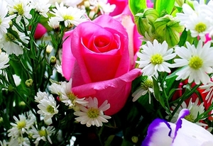 bloemen-bloem-mozaiek-bloemblad-roze-achtergrond