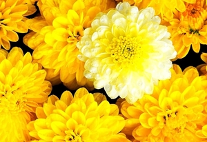 bloemen-bloem-mozaiek-gele-bloemblad-achtergrond