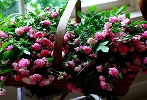 bloemen-mode-tuin-roze-achtergrond