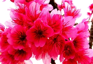 bloemen-voorjaar-bloemblad-roze-achtergrond