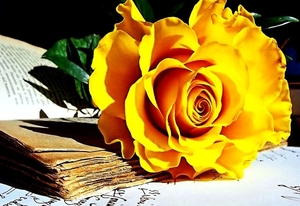stilleven-bloemen-gele-roos-achtergrond