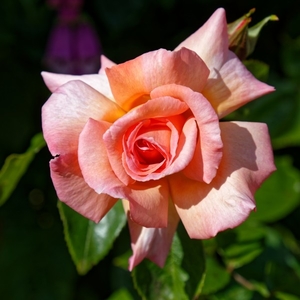 apricot_rose_bloom_at_boreham__essex__england
