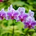 purple_orchids__3002848562_