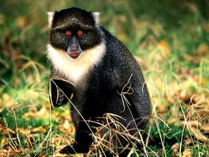 dieren-aap-primaat-zwarte-achtergrond
