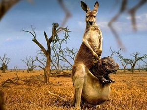 dieren-kangoeroe-wildlife-rode-achtergrond