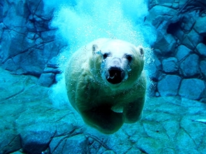 ijsbeer-beer-polaire-rotsen-achtergrond