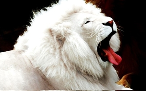leeuw-dieren-wildlife-witte-achtergrond