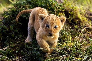 leeuw-wildlife-dieren-welp-achtergrond