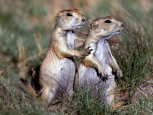 marmot-dieren-prairiehonden-wildlife-achtergrond