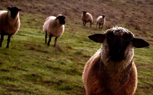 schapen-dieren-kudde-veld-achtergrond