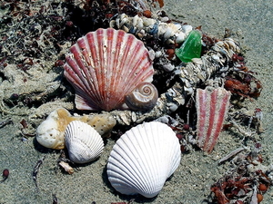shell-dieren-weekdieren-zeevruchten-achtergrond