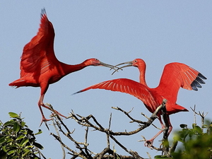 vogel-dieren-ibis-wildlife-achtergrond