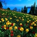 bloemen-duitsland-weide-natuur-achtergrond