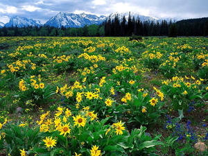 bloemen-landschappen-weide-wildflower-achtergrond