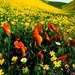 bloemen-weide-natuur-prairie-achtergrond (1)