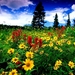 bloemen-weide-natuur-prairie-achtergrond