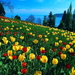 bloemen-weide-natuur-voorjaar-achtergrond