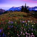 bloemen-weide-natuur-wildflower-achtergrond