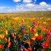 bloemen-weide-wildflower-prairie-achtergrond