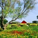 natuur-weide-bloemen-veld-achtergrond