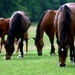 paard-manen-veld-dieren-achtergrond
