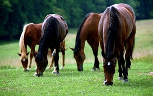 paard-manen-veld-dieren-achtergrond