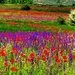papaver-weide-bloemen-prairie-achtergrond