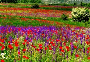papaver-weide-bloemen-prairie-achtergrond