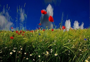papaver-weide-bloemen-wildflower-achtergrond