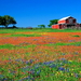 weide-veld-prairie-wildflower-achtergrond