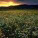 zomer-weide-veld-bloemen-achtergrond