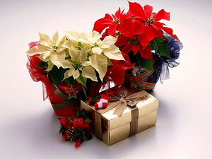 bloemen-vrolijk-kerstfeest-rode-boeket-achtergrond