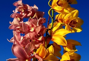 orchidee-bloemen-blauwe-snijbloemen-achtergrond