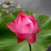 _maggie_belle_slocum__sacred_lotus_at_brooklyn_botanic_garden__24