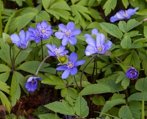 blue_flowers_in_a_forest_in_lviv_region_of_ukraine_in_march_2014_