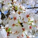 cherry_blosson_flower_dc