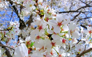 cherry_blosson_flower_dc