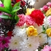flickr_-_ronsaunders47_-_beautiful_blooms..