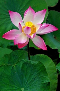 lotus_flower_from_the_mekong_delta__vietnam