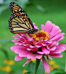 monarch_butterfly_pink_zinnia_1800px_edit