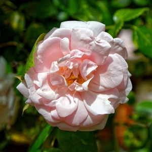 pink_rose_bloom_of_a_climbing_rose_at_boreham__essex__england_1