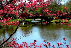voorjaar-bloemen-natuur-bloesem-achtergrond
